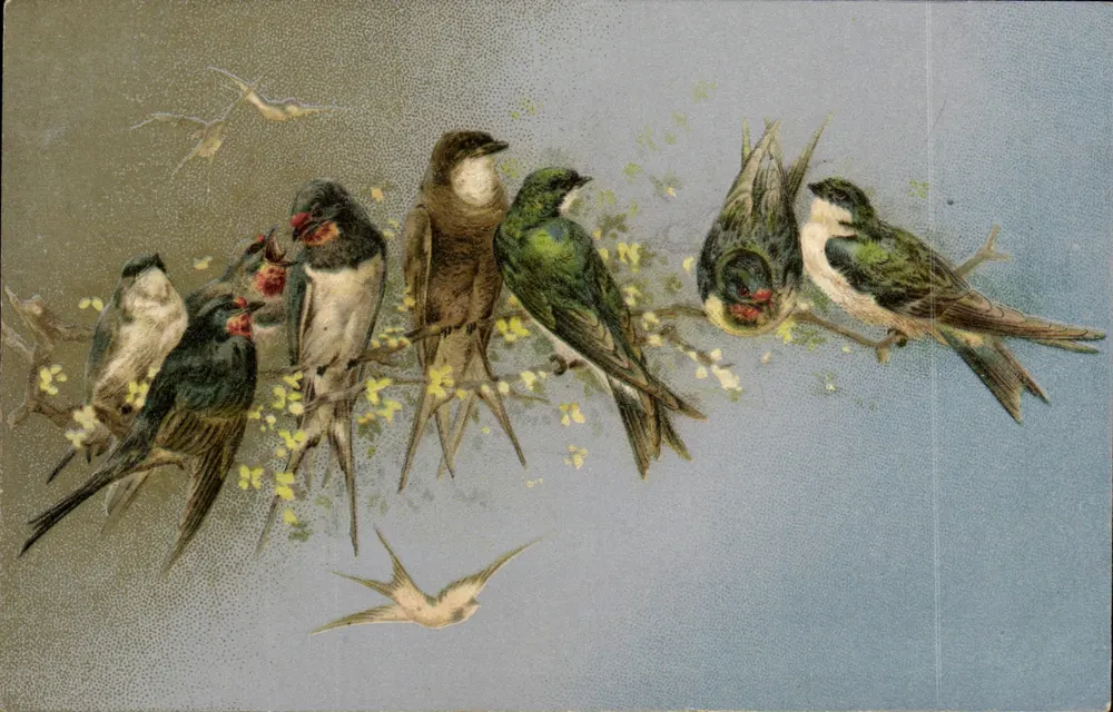 Pássaros em galho florido — ilustração colorida — K.I. Compaq, Paris, série n° 603 - Frente