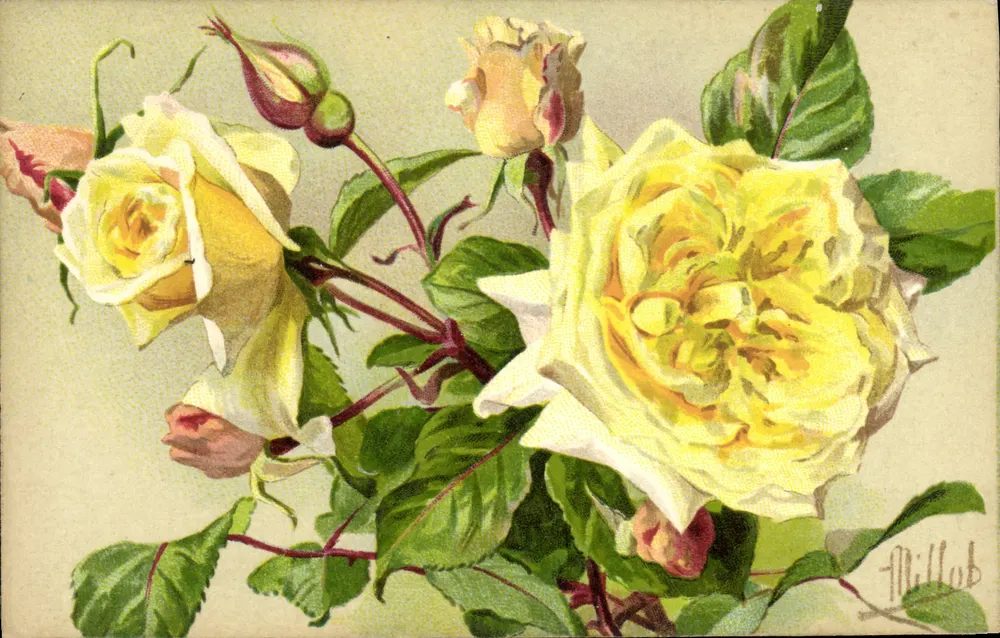 Gelbe Rosen — Illustration — Millob - Vorderseite