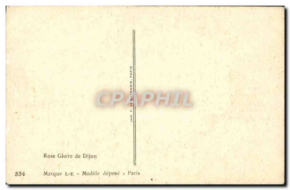 Rosier Gloire de Dijon — botanische Illustration — Alirillot - Rückseite