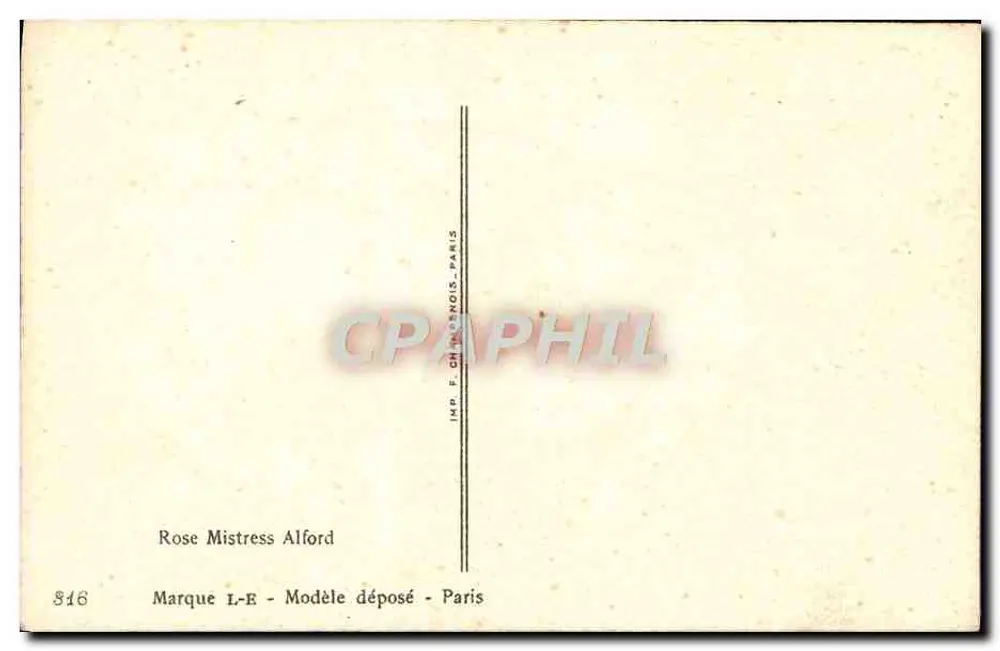 Rose Mistress Alford — Blumenillustration — Millob - Rückseite