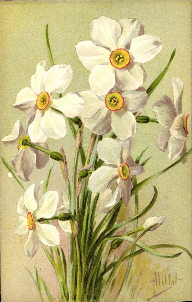 Narcisos — ilustração assinada 'Allibert' — Marca 1-E, modelo depositado, Paris - Frente