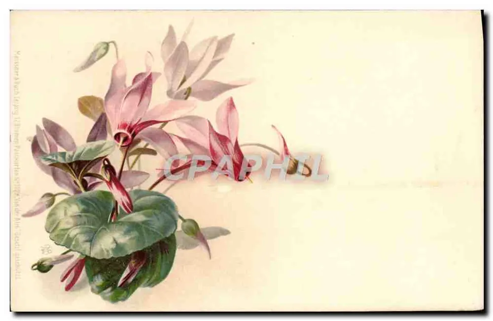 Ciclame — ilustração botânica — editor Weiss & Co. Leipzig - Frente
