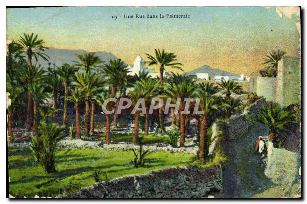Une Rue dans la Palmeraie — vue de rue bordée de palmiers avec maison blanche en arrière-plan — éditeur P. L. G. (imprimé sur la carte) n° 19 - Frente