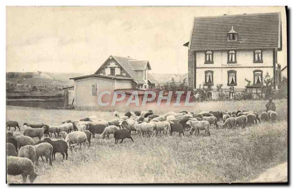 Ovelhas em um campo — diante de uma casa — K.V.I. B. 12, série « Idílio Rural » - Frente