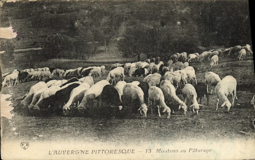 Pittoreske Auvergne — 13 Schafe auf der Weide — V.D. Verlag - Vorderseite
