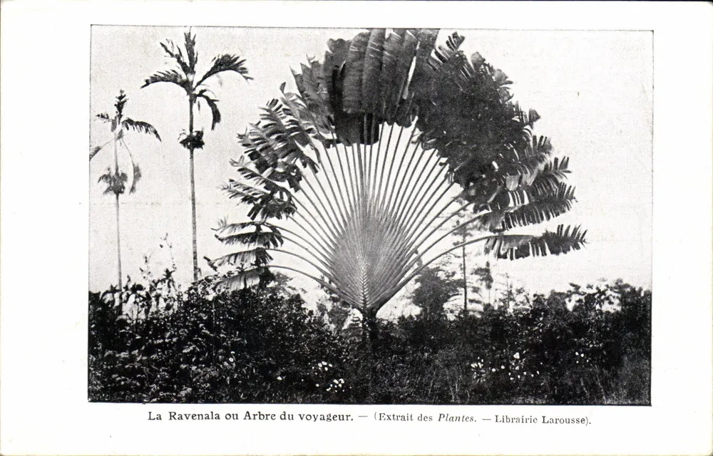La Ravenala oder Reisendenbaum — Extrait des Plantes — Librairie Larousse - Vorderseite