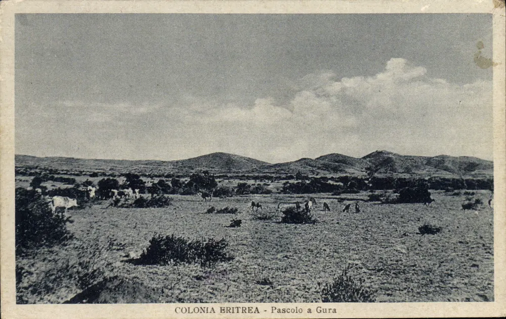 COLONIA ERITREA - Pascolo a Gura — Photographie de paysage avec vaches et hommes — Fot. Dr. Umberto Gallotti - Recto