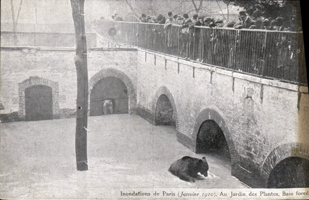 Gezwungener Badetag eines Bären — Überschwemmungen in Paris (Januar 1910) — Jardin des Plantes - Vorderseite