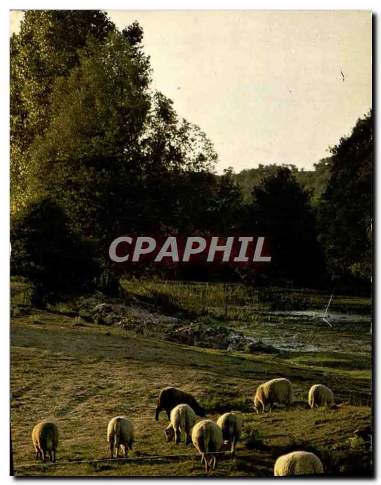 Paisaje pastoral con ovejas — La noche cae lentamente sobre el rebaño — Ediciones Jean-Jaurès, París - Anverso