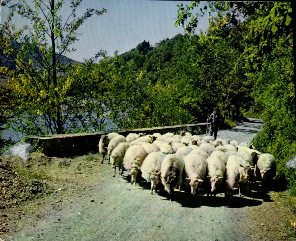 Schafherde an den Ufern der Bidassoa — REFLETS DU PAYS BASQUE, n°58 — Éditions Diplômes de la Basque - Vorderseite