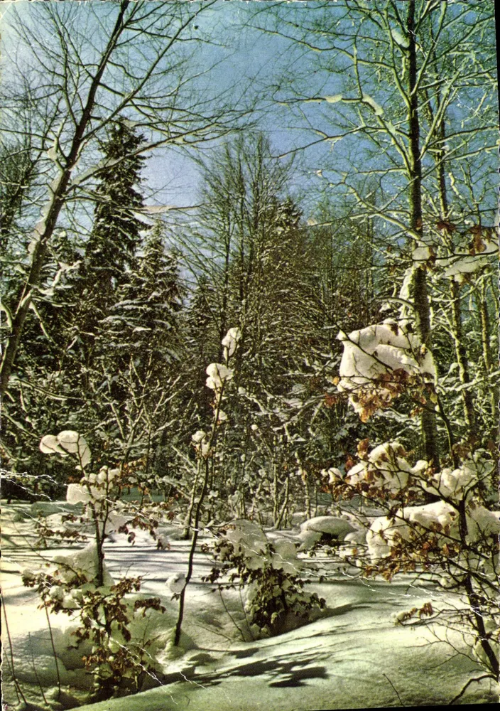 Forêt sous la Neige — Morzine (Haute-Savoie) — Éditions Naturelles - Recto