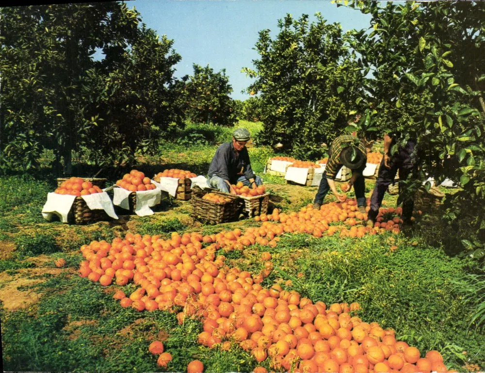 Côlheta das Laranjas — Algés — Portugal — Imprimé sur la carte - Frente
