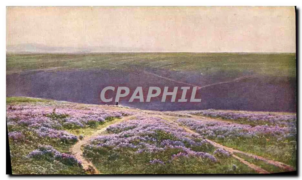 Heide mit Heidekraut (Plateau de Ger, Hautes-Pyrénées) — W. Didier Pouget — n° 649 - Vorderseite