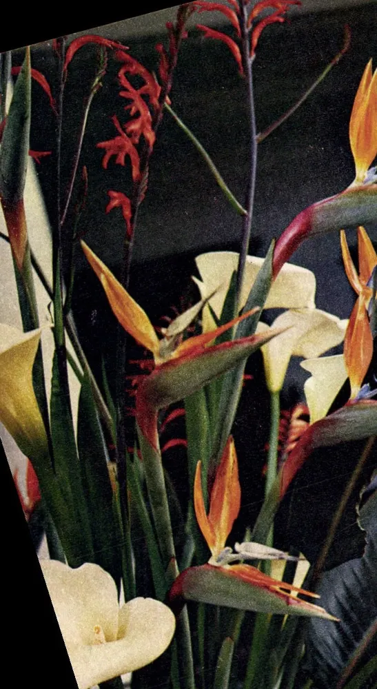 Strelitzien, Arum und Monbretia — Quinta do Palheiro, Madeira — J. Arthur Dixon, Ltd. - Vorderseite
