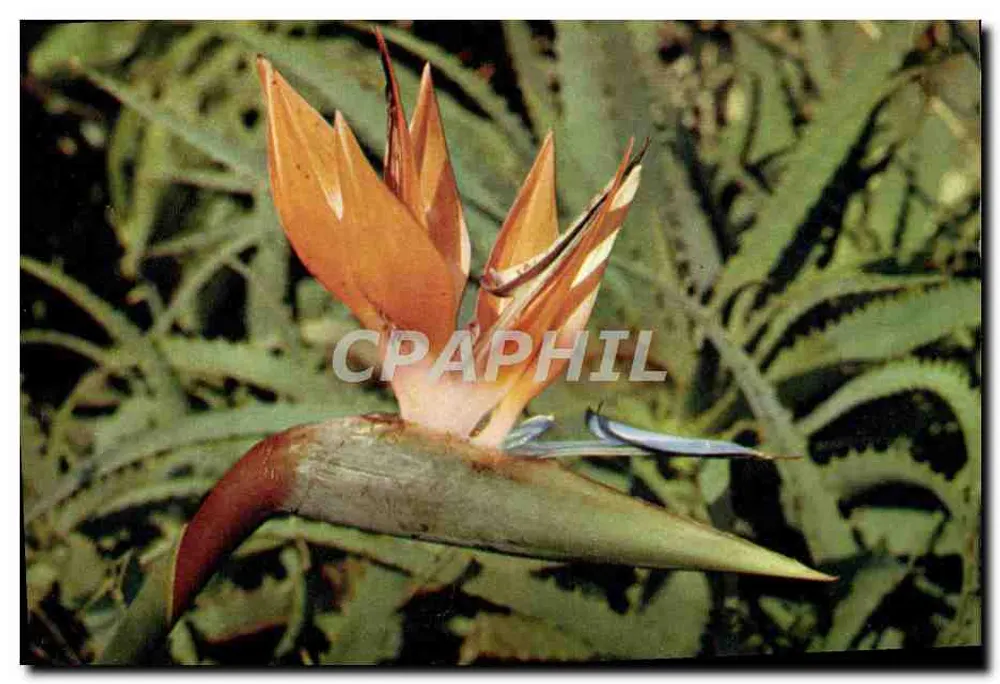 Blüte des Paradies — Strelitzia Reginae — J. Arthur Dixon Ltd, Isle of Wight, England - Vorderseite