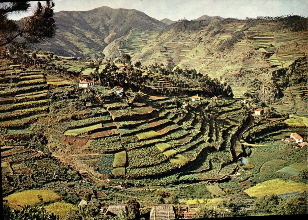 Kultivierte Terrassen — Tal von Machico, Madeira — J. Arthur Dixon, MDR. 50 - Vorderseite