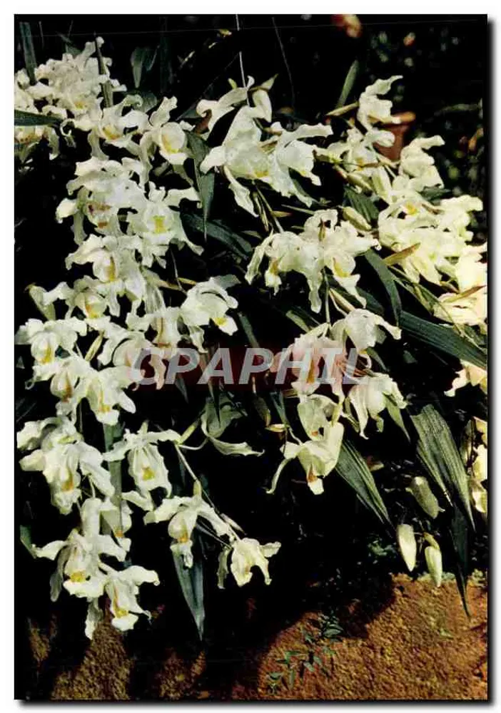 Weiße Orchideen — Coelogyne cristata — J. Arthur Dixon, Ltd. - Vorderseite