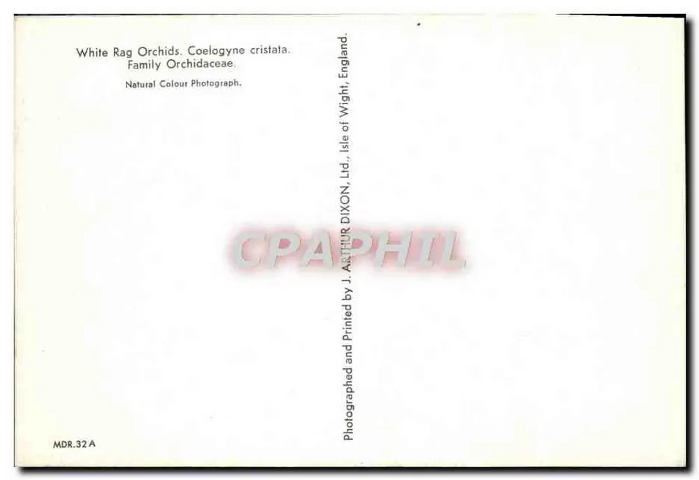 Weiße Orchideen — Coelogyne cristata — J. Arthur Dixon, Ltd. - Rückseite