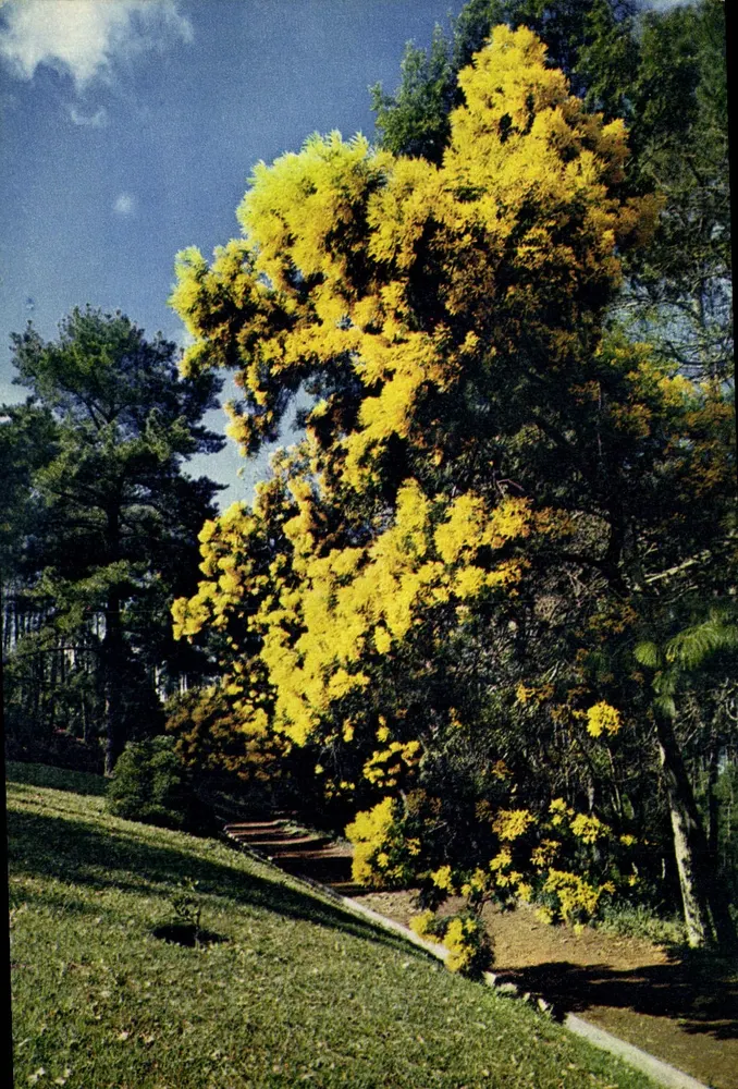 Mimosa na Quinta do Palheiro — Madeira — impresso por J. Arthur Dixon & Co. Ltd. - Frente