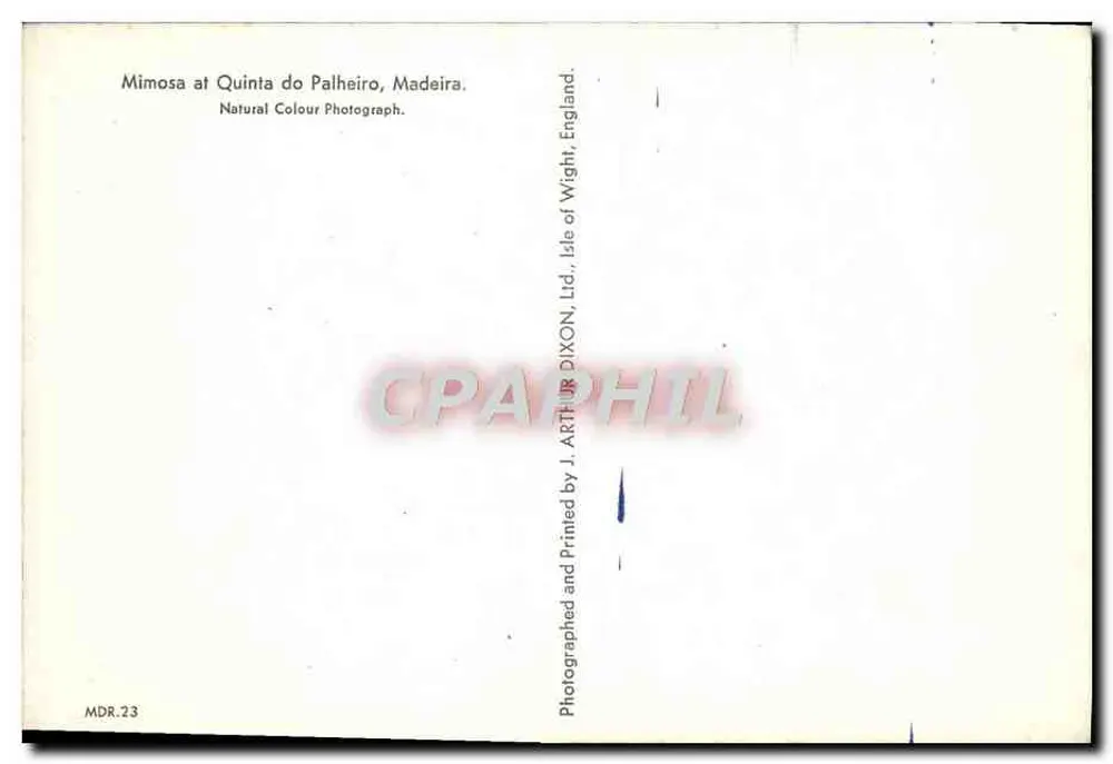 Mimosa na Quinta do Palheiro — Madeira — impresso por J. Arthur Dixon & Co. Ltd. - Verso