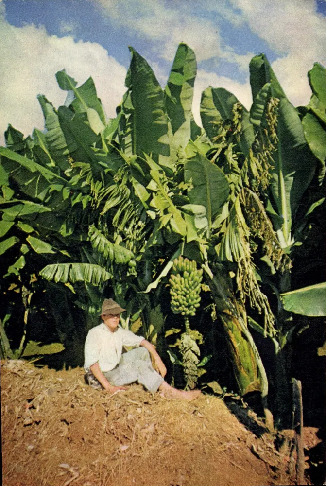 Drzewa bananowe, Madeira — Fotografia w naturalnych kolorach — J. Arthur Dixon, Ltd. - Awers