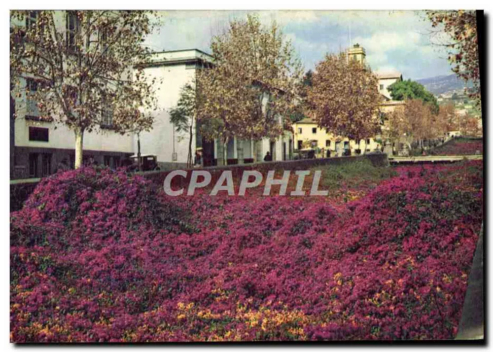 Bougainvillea em Funchal — Madeira — fotografia a cores por J. Arthur Dixon Ltd. - Frente