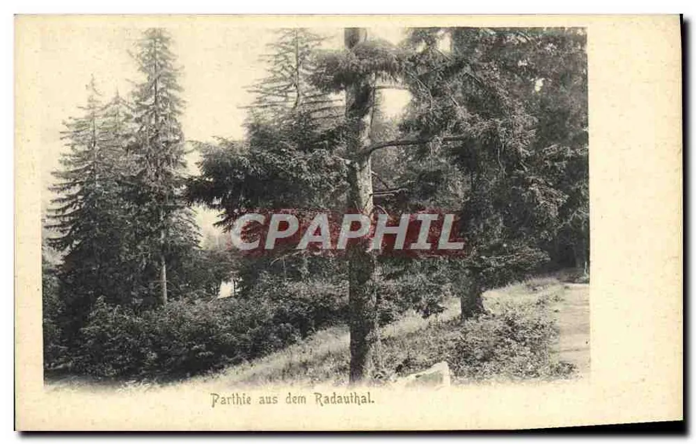 पार्थी ऑस डेम राडॉथल - जंगल का दृश्य - आर. लेडरबोगन, हैल्बरस्टैड्ट - आगे