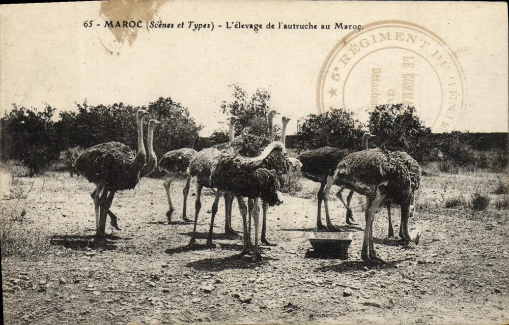 El criadero de avestruces en Marruecos — 65 - MAROC (Scènes et Types) — 5º Regimiento de Línea - Anverso