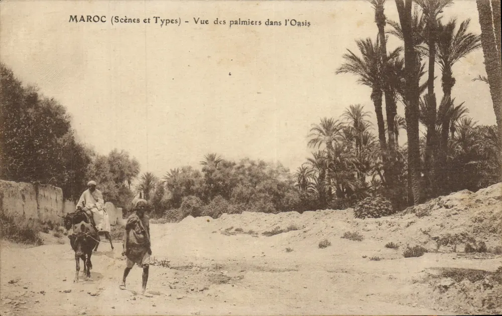 MAROC (Cenas e Tipos) - Vista dos palmeiros na Oásis - Frente