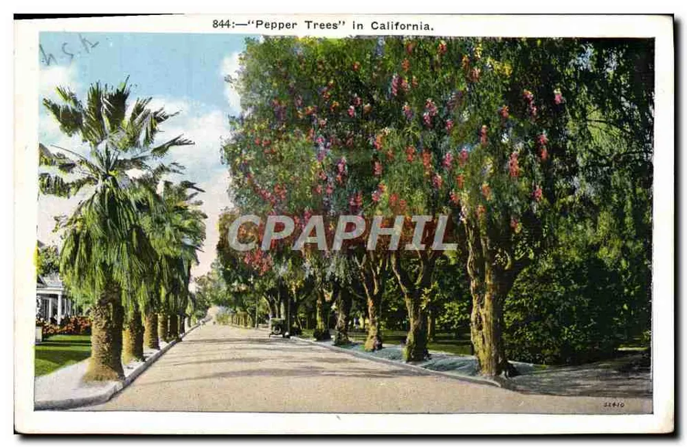 Árvores de Pimenta na Califórnia — 844 — Pub. by M. Kahower Co., Los Angeles, Califórnia - Frente