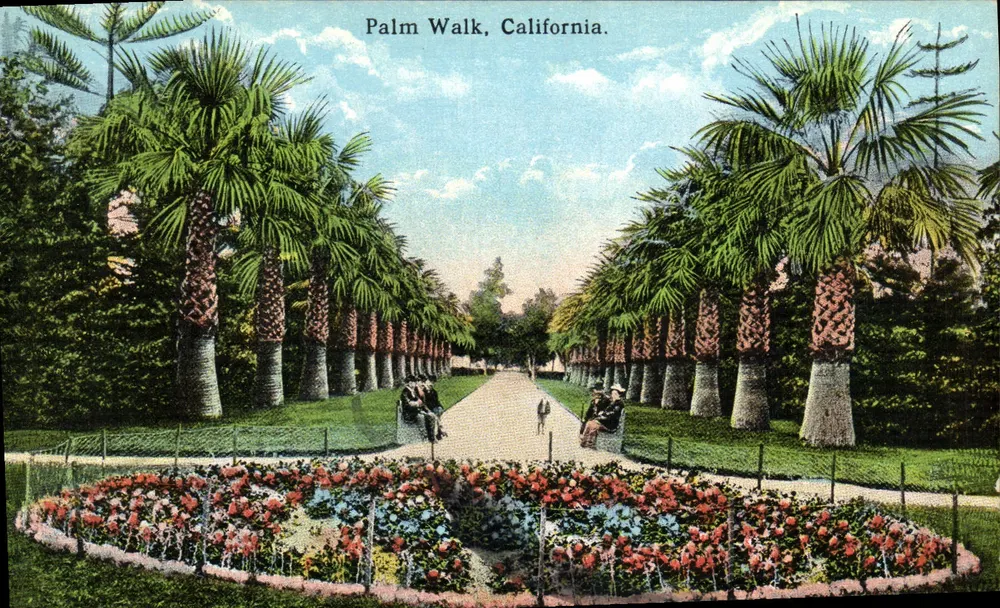 Palm Walk, Califórnia. — Editor Obeo Sommer, n° 566 - Frente
