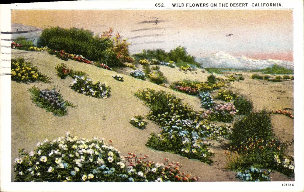 Wild Flowers on the Desert, California — serie 652 — Western Publishing & Novelty Co., Los Angeles, Calif. - Vorderseite