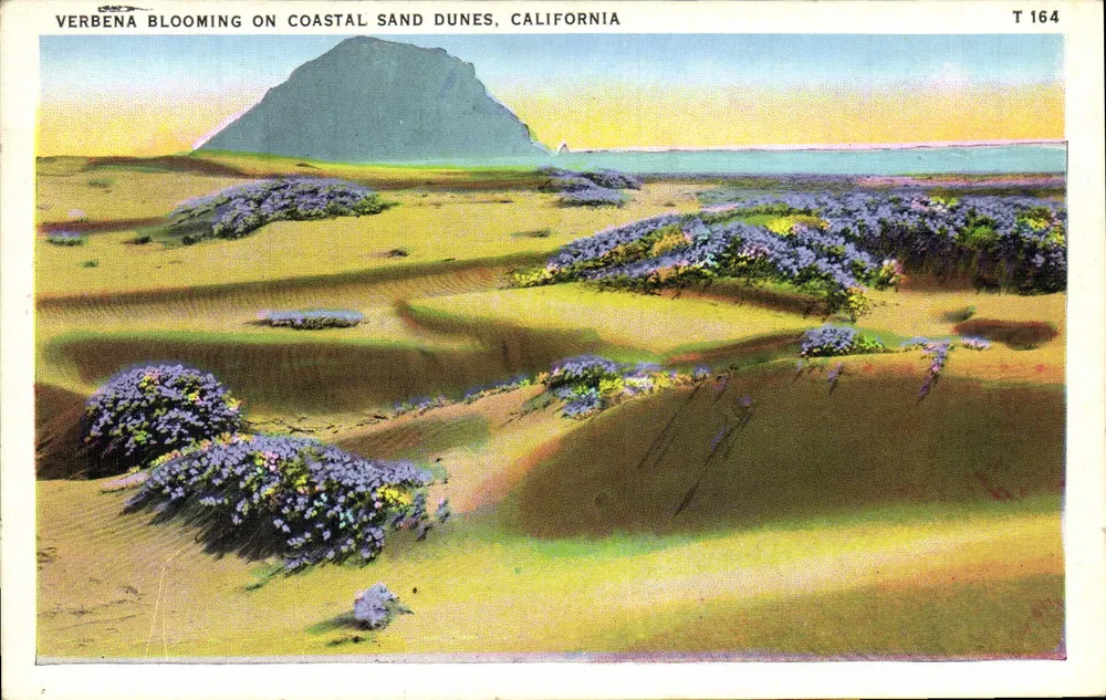 Verbena in Blüte auf Küsten-Sanddünen, Kalifornien — Moro Rock in der Ferne — Tichnor Art Company, T 164 - Vorderseite