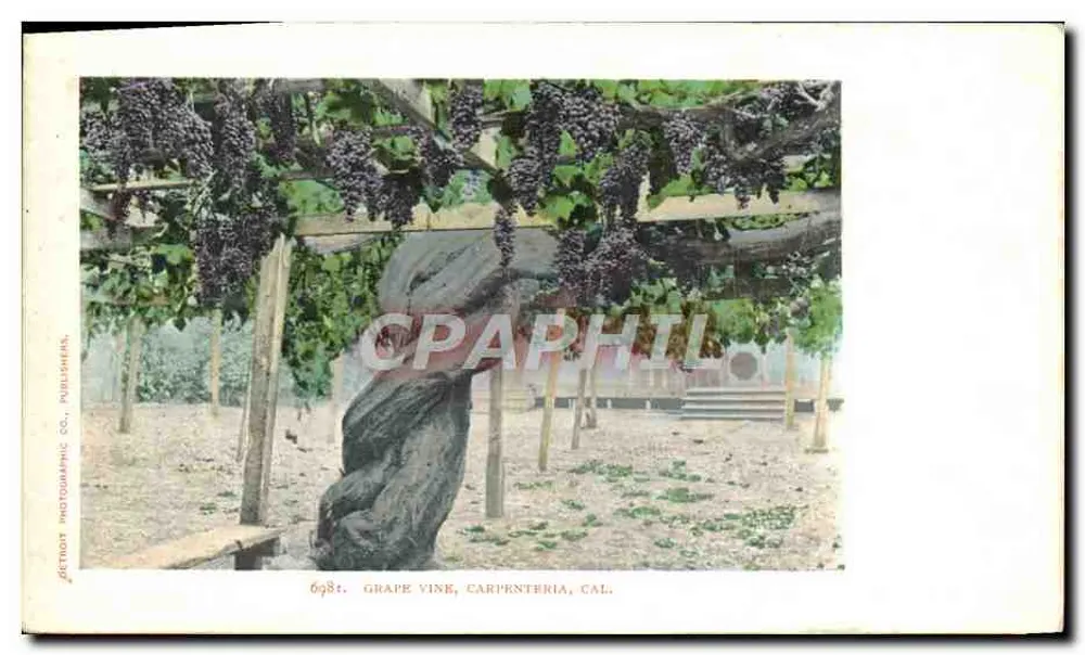 Vinha de Uvas, Carpentaria, Cal. — Detroit Photographic Co. — n° 698 - Frente