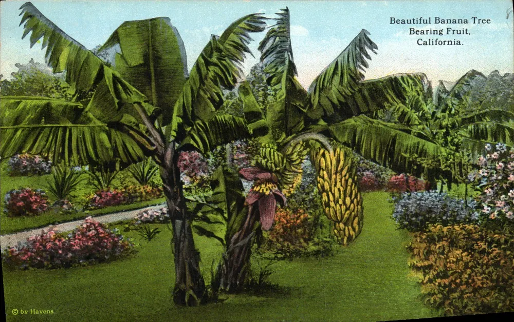 Fruchtbärendes Bananenbaum — Kalifornien — Verlag Havens, Nr. A-66539 - Vorderseite