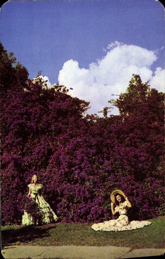 Prächtige Bougainvillierblüten aus Florida — Dextone, Serie K-128-3 - Vorderseite