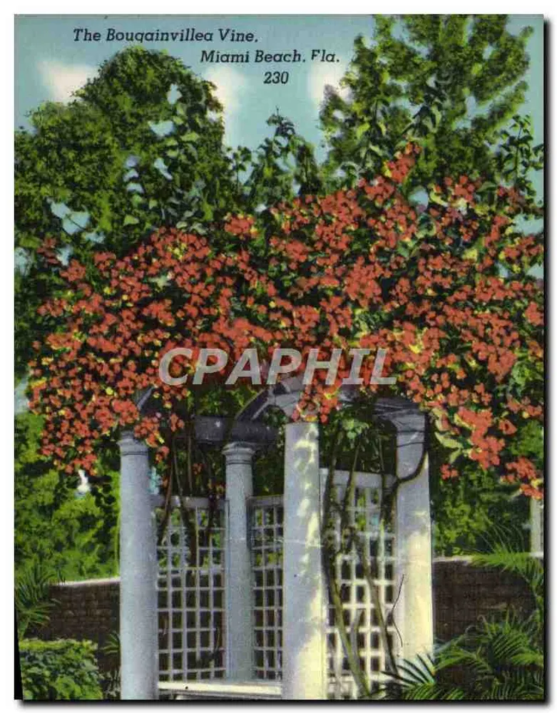 Die Bougainvillea-Rebe — Miami Beach, Fla. — Olympia-Craft Co., Miami, Fla. - Vorderseite