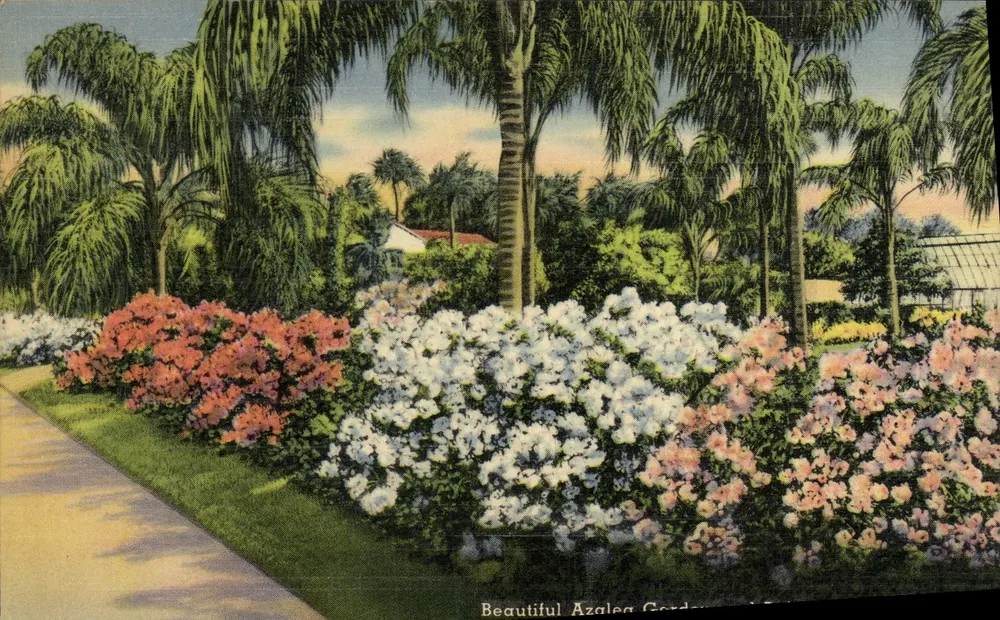 Schöne Azaleen-Garten — Technor Quality View — Verlag Technor Brice, Inc. Boston, Mass. Nr. 77786 - Vorderseite