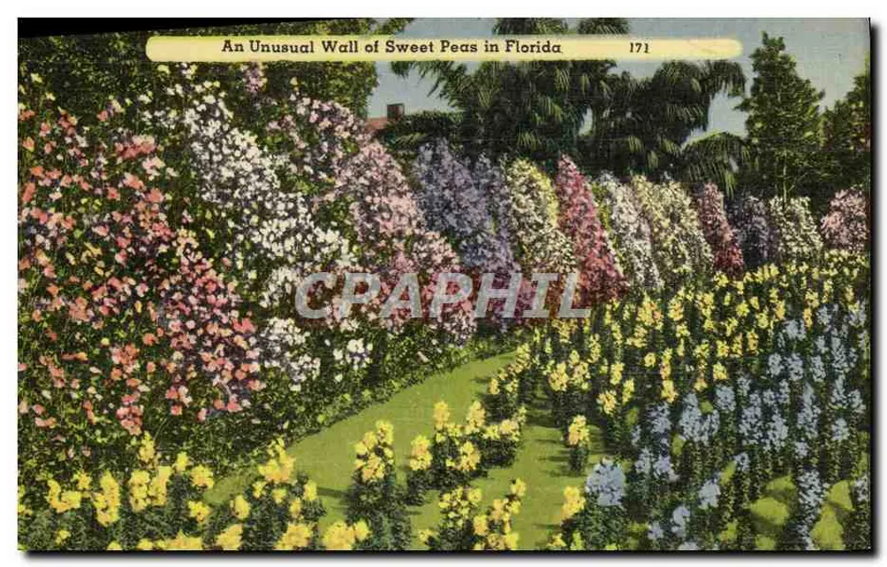 Ein ungewöhnlicher Wisteriawand in Florida — Tichnor Bros. Inc. Nr. 171 - Vorderseite