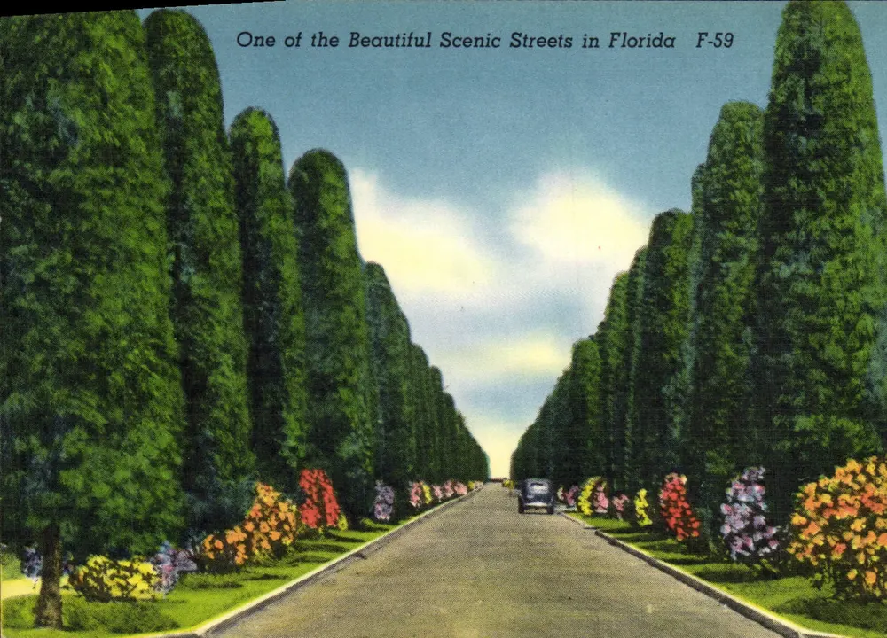 Eine der schönen malerischen Straßen von Florida — F-59 — veröffentlicht von Novelti-Craft Co., Miami, Fla. - Vorderseite