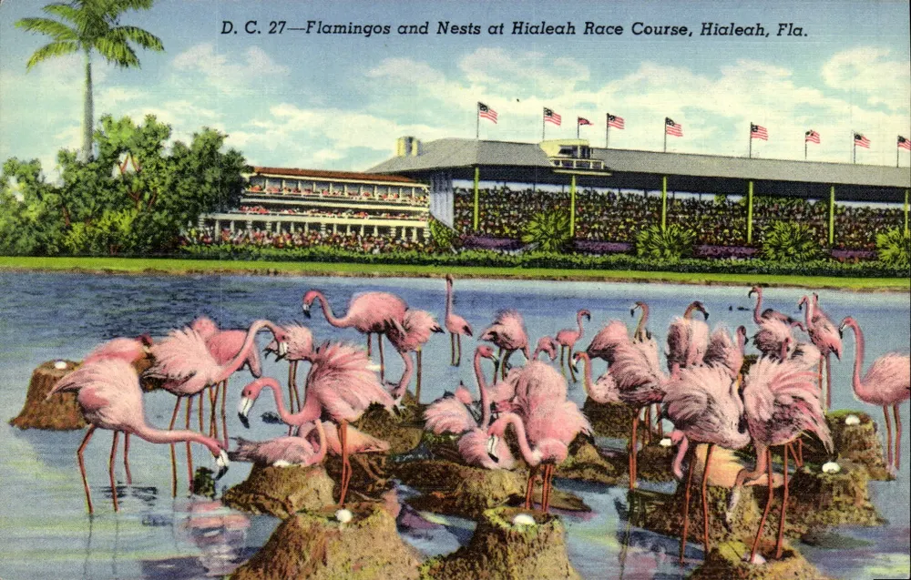 Rosaflamingos und Nester am Hippodrom von Hialeah, Florida — D.C. 27 — Verlag Gulf Stream Card & Distributing Co. Miami, Florida - Vorderseite