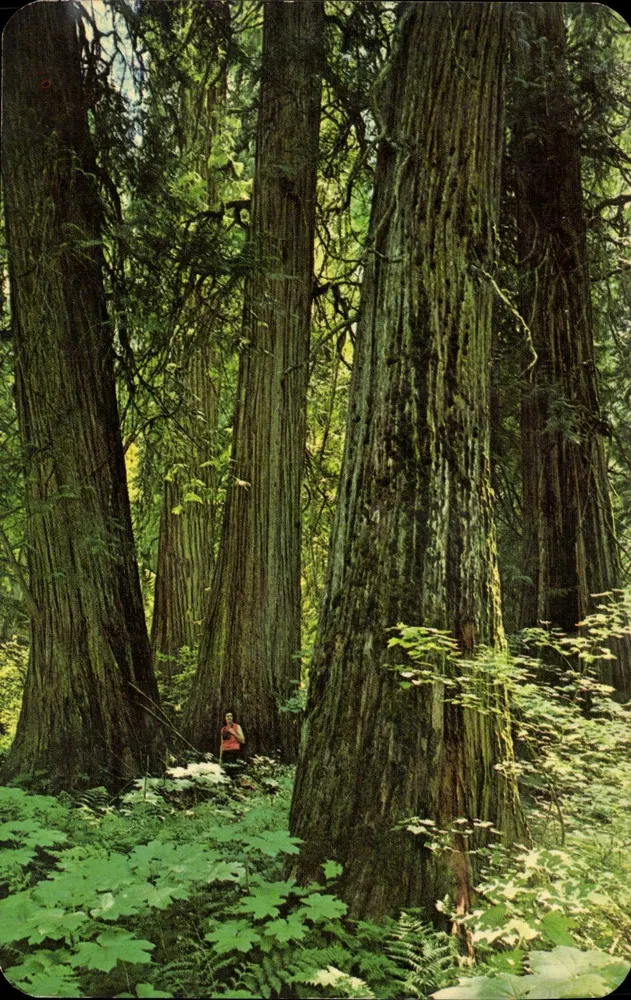 Ross Creek Grove von riesigen Westlichen Rotzeder — Bonners Ferry, Idaho — Verlag: The Ross Hill Scenics, Sandpoint, Idaho - Vorderseite