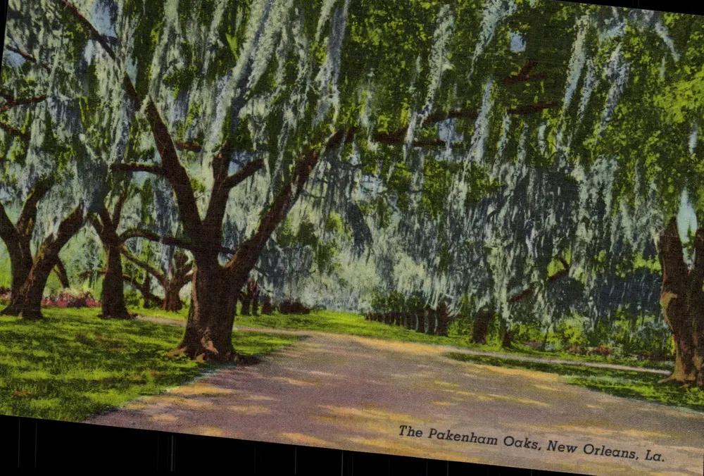 The Pakenham Oaks, New Orleans, La. — also known as 'The Cathedral of Oaks' — Publisher Post Card Specialties, Chicago - Front