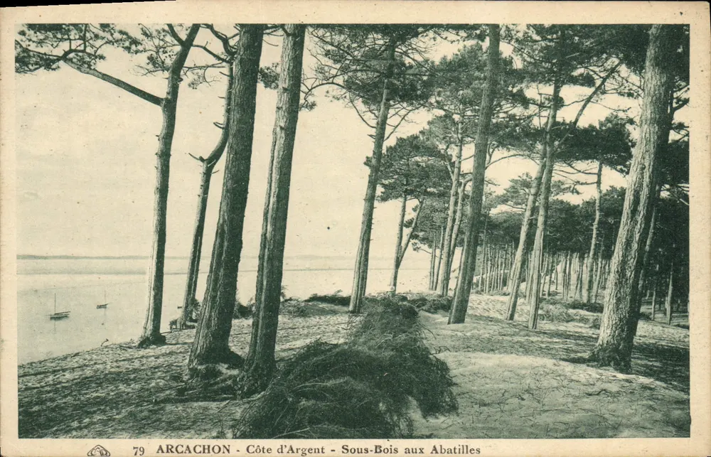 Arcachon - Côte d'Argent - Sous-Bois aux Abatilles — Éditeur : F. Bazar, n°79 - Recto