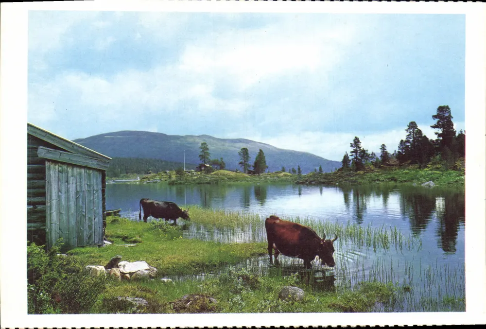 Fjellbeite ved Lemonsjøen — Pasto de montanha ao lado do lago — Foto: Normann, Editor: B. Oppi A/S, N° de série 9/69 - Frente