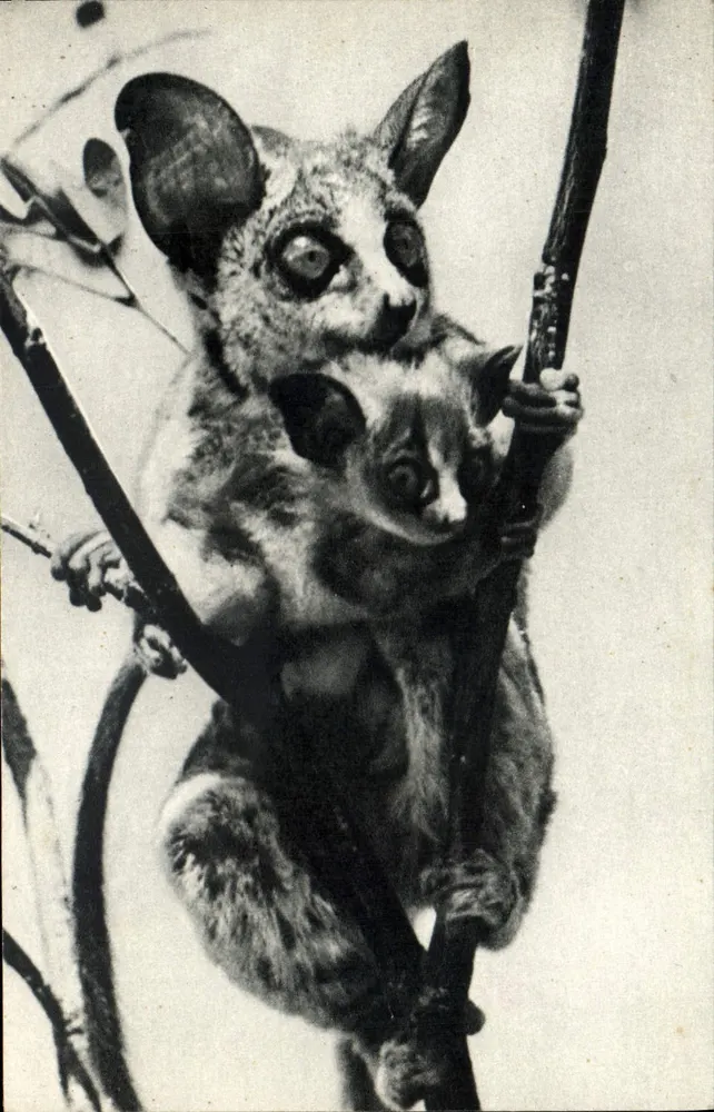 Erwachsener Lemur und Junges — auf Zweig — Comité National de l'Enfance, n° 4 - Vorderseite