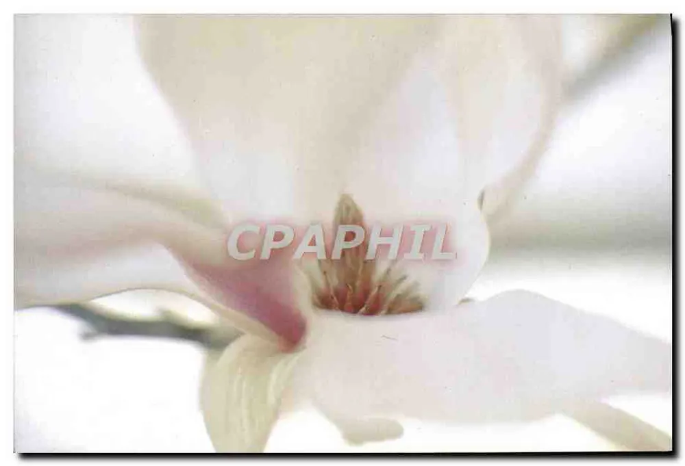 Magnolia — Geheimnisse — Betsy O'Hara, ARBORETUM, San Francisco - Vorderseite