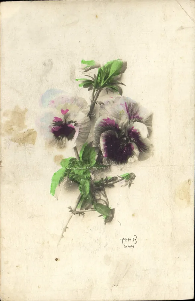 Pansées — bouquet de fleurs aux pétales blancs et pourpres — éditeur C.A.H.B. n°299 - Frente