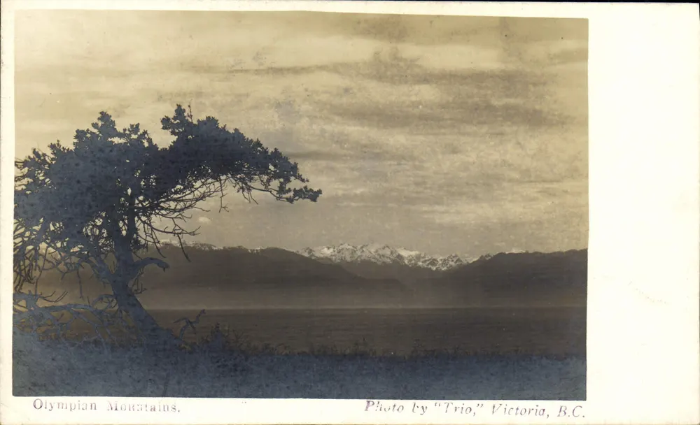 Montanhas Olympian — vista com árvore no primeiro plano — Foto por "Trio", Victoria, B.C. - Frente