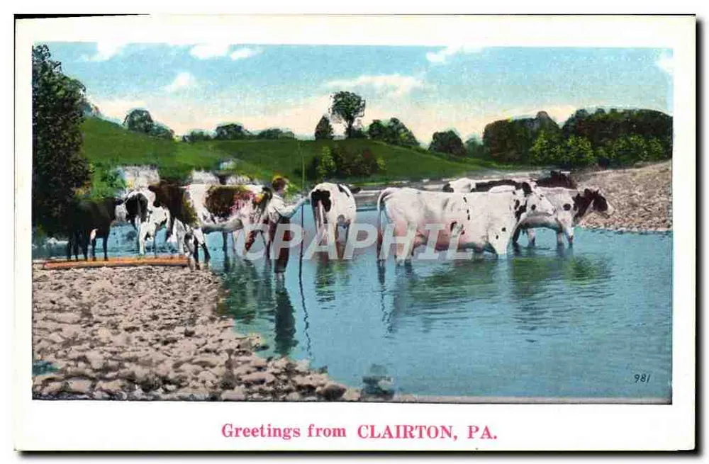 Bestiame in un fiume — Clairton, PA — NYCE - Recto